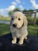 Atlas --READY SEPT 26, a male Golden Retriever and English Cream Golden Retriever for sale in Auburn, KY – 3 of 7