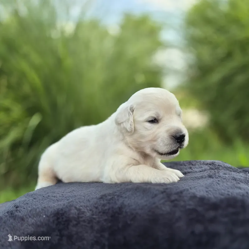 FULL AKC-- Avery --READY SEPT 26 – Golden Retriever, English Cream Golden Retriever puppy for sale in Auburn, KY