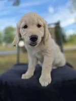 Ava, a female Golden Retriever and English Cream Golden Retriever for sale in Auburn, KY – 4 of 8