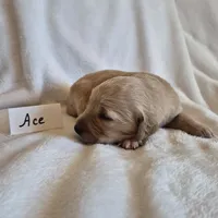 FULL AKC-- Ace --READY SEPT 26, a male Golden Retriever and English Cream Golden Retriever for sale in Auburn, KY – 2 of 8