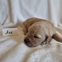 FULL AKC-- Ace --READY SEPT 26, a male Golden Retriever and English Cream Golden Retriever for sale in Auburn, KY – 5 of 8