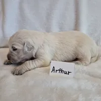 FULL AKC-- Arthur --READY SEPT 26, a male Golden Retriever and English Cream Golden Retriever for sale in Auburn, KY – 5 of 9
