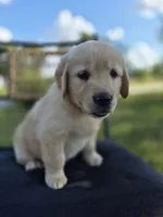 Amber --READY SEPT 26, a female Golden Retriever and English Cream Golden Retriever for sale in Auburn, KY – 6 of 9