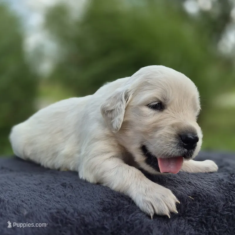 FULL AKC-- Annie --READY SEPT 26 – Golden Retriever, English Cream Golden Retriever puppy for sale in Auburn, KY