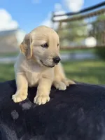 Aston --READY SEPT 26, a male Golden Retriever and English Cream Golden Retriever for sale in Auburn, KY – 4 of 9