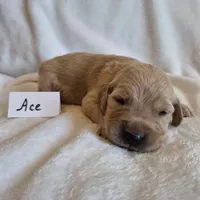 FULL AKC-- Ace --READY SEPT 26, a male Golden Retriever and English Cream Golden Retriever for sale in Auburn, KY – 7 of 8