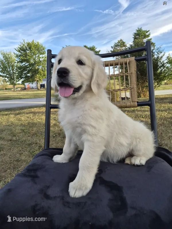Annie --READY SEPT 26 – Golden Retriever, English Cream Golden Retriever puppy for sale in Auburn, KY