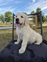 Annie, a female Golden Retriever and English Cream Golden Retriever for sale in Auburn, KY – 1 of 8
