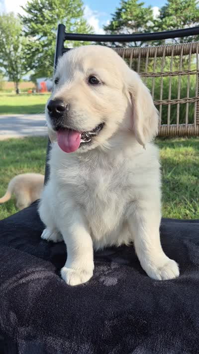 Annie --READY SEPT 26, a female Golden Retriever and English Cream Golden Retriever for sale in Auburn, KY – 6 of 6