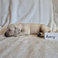 FULL AKC-- Avery --READY SEPT 26, a male Golden Retriever and English Cream Golden Retriever for sale in Auburn, KY – 2 of 4