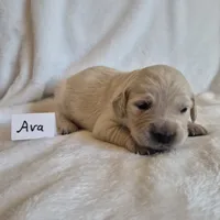 FULL AKC-- Ava --READY SEPT 26, a female Golden Retriever and English Cream Golden Retriever for sale in Auburn, KY – 8 of 8