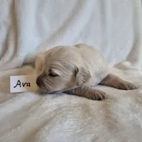 FULL AKC-- Ava --READY SEPT 26, a female Golden Retriever and English Cream Golden Retriever for sale in Auburn, KY – 5 of 8