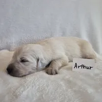 FULL AKC-- Arthur --READY SEPT 26, a male Golden Retriever and English Cream Golden Retriever for sale in Auburn, KY – 8 of 9