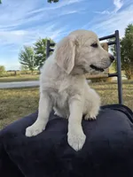 Annie, a female Golden Retriever and English Cream Golden Retriever for sale in Auburn, KY – 6 of 8