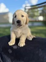 Aston --READY SEPT 26, a male Golden Retriever and English Cream Golden Retriever for sale in Auburn, KY – 8 of 9