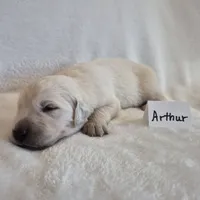 FULL AKC-- Arthur --READY SEPT 26, a male Golden Retriever and English Cream Golden Retriever for sale in Auburn, KY – 6 of 9