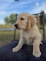 Aston , a male Golden Retriever and English Cream Golden Retriever for sale in Auburn, KY – 2 of 8