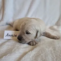 FULL AKC-- Annie --READY SEPT 26, a female Golden Retriever and English Cream Golden Retriever for sale in Auburn, KY – 2 of 3