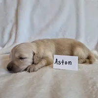 FULL AKC-- Aston --READY SEPT 26, a male Golden Retriever and English Cream Golden Retriever for sale in Auburn, KY – 2 of 4