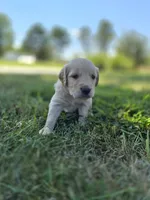 Ace --READY SEPT 26, a male Golden Retriever and English Cream Golden Retriever for sale in Auburn, KY – 7 of 10