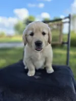 Amber --READY SEPT 26, a female Golden Retriever and English Cream Golden Retriever for sale in Auburn, KY – 1 of 9