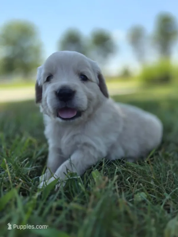FULL AKC-- Atlas --READY SEPT 26 – Golden Retriever, English Cream Golden Retriever puppy for sale in Auburn, KY