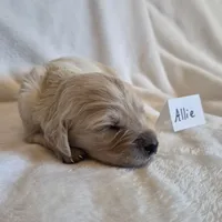 FULL AKC-- Allie --READY SEPT 26, a female Golden Retriever and English Cream Golden Retriever for sale in Auburn, KY – 4 of 6