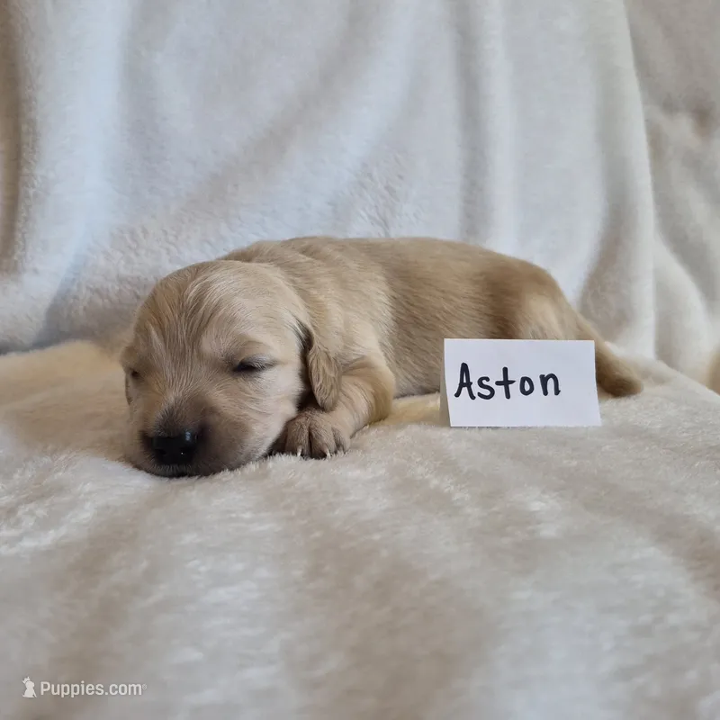 FULL AKC-- Aston --READY SEPT 26 – Golden Retriever, English Cream Golden Retriever puppy for sale in Auburn, KY