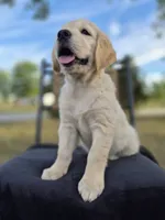 Ava, a female Golden Retriever and English Cream Golden Retriever for sale in Auburn, KY – 7 of 8