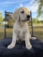 Allie, a female Golden Retriever and English Cream Golden Retriever for sale in Auburn, KY – 8 of 9