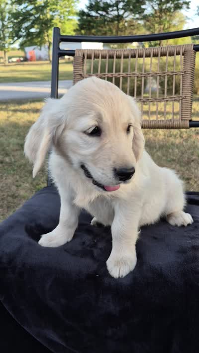 Allie, a female Golden Retriever and English Cream Golden Retriever for sale in Auburn, KY – 9 of 9