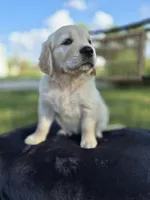 Ava --READY SEPT 26, a female Golden Retriever and English Cream Golden Retriever for sale in Auburn, KY – 8 of 9