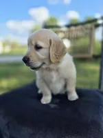 Amber --READY SEPT 26, a female Golden Retriever and English Cream Golden Retriever for sale in Auburn, KY – 7 of 9