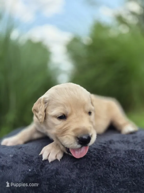 FULL AKC-- Ace --READY SEPT 26 – Golden Retriever, English Cream Golden Retriever puppy for sale in Auburn, KY
