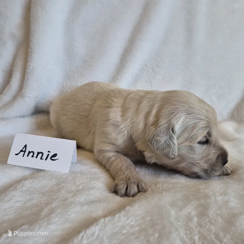 FULL AKC-- Annie --READY SEPT 26 – Golden Retriever, English Cream Golden Retriever puppy for sale in Auburn, KY