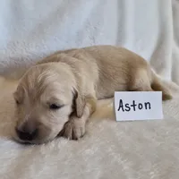 FULL AKC-- Aston --READY SEPT 26, a male Golden Retriever and English Cream Golden Retriever for sale in Auburn, KY – 4 of 4