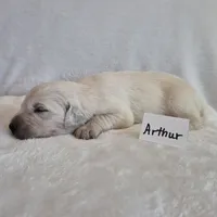 FULL AKC-- Arthur --READY SEPT 26, a male Golden Retriever and English Cream Golden Retriever for sale in Auburn, KY – 3 of 9