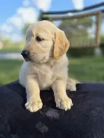 Aston --READY SEPT 26, a male Golden Retriever and English Cream Golden Retriever for sale in Auburn, KY – 5 of 9
