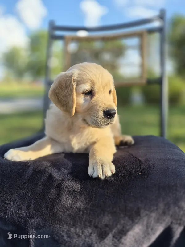 Ace --READY SEPT 26 – Golden Retriever, English Cream Golden Retriever puppy for sale in Auburn, KY