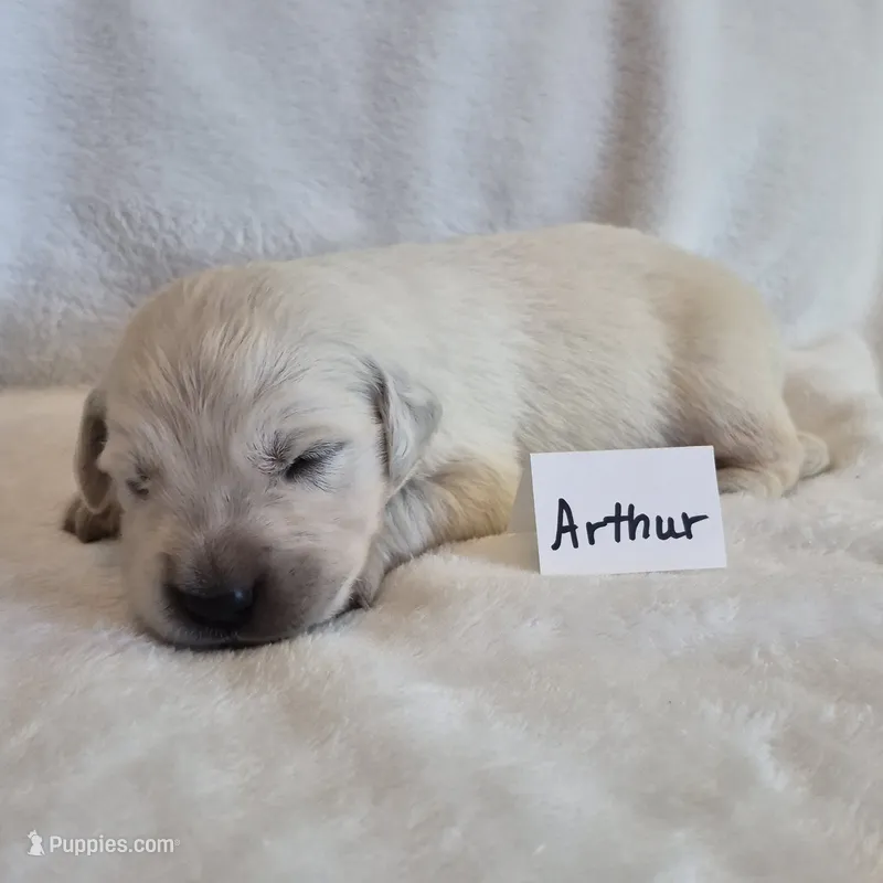 FULL AKC-- Arthur --READY SEPT 26 – Golden Retriever, English Cream Golden Retriever puppy for sale in Auburn, KY