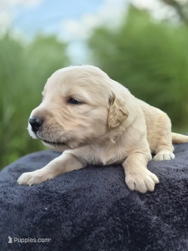 FULL AKC-- Aston --READY SEPT 26 – Golden Retriever, English Cream Golden Retriever puppy for sale in Auburn, KY