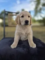 Aston , a male Golden Retriever and English Cream Golden Retriever for sale in Auburn, KY – 6 of 8