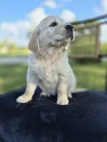 Ava --READY SEPT 26, a female Golden Retriever and English Cream Golden Retriever for sale in Auburn, KY – 7 of 9