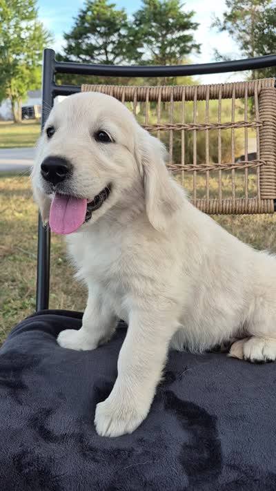 Annie, a female Golden Retriever and English Cream Golden Retriever for sale in Auburn, KY – 8 of 8