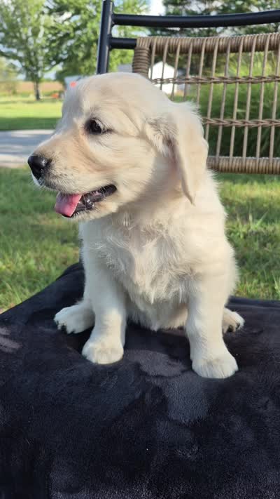 Allie --READY SEPT 26, a female Golden Retriever and English Cream Golden Retriever for sale in Auburn, KY – 8 of 8