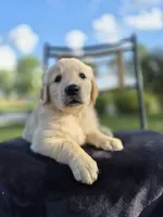 Aston --READY SEPT 26, a male Golden Retriever and English Cream Golden Retriever for sale in Auburn, KY – 6 of 9