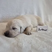 FULL AKC-- Arthur --READY SEPT 26, a male Golden Retriever and English Cream Golden Retriever for sale in Auburn, KY – 7 of 9