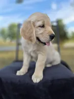 Ava, a female Golden Retriever and English Cream Golden Retriever for sale in Auburn, KY – 2 of 8