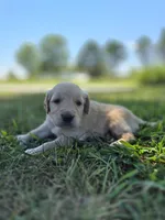 Ace --READY SEPT 26, a male Golden Retriever and English Cream Golden Retriever for sale in Auburn, KY – 10 of 10
