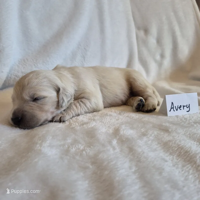 FULL AKC-- Avery --READY SEPT 26 – Golden Retriever, English Cream Golden Retriever puppy for sale in Auburn, KY